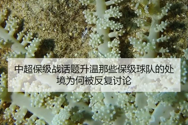 zhong-chao-bao-ji-zhan-hua-ti-sheng-wen-na-xie-bao-ji-qiu-dui-de-chu-jing-wei-he-bei-fan-fu-tao-lun-2-503.jpg